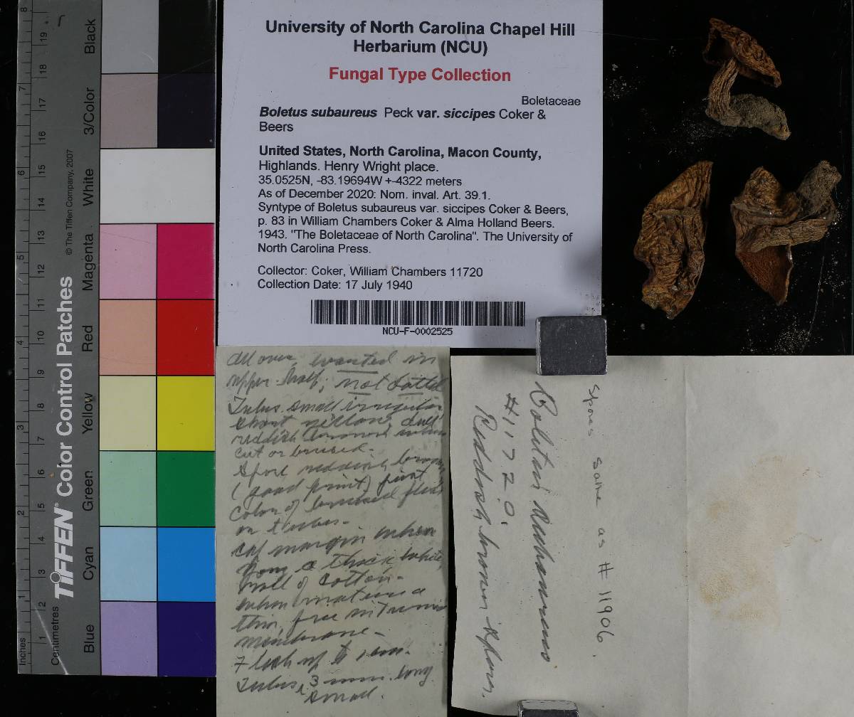 Boletus subaureus image