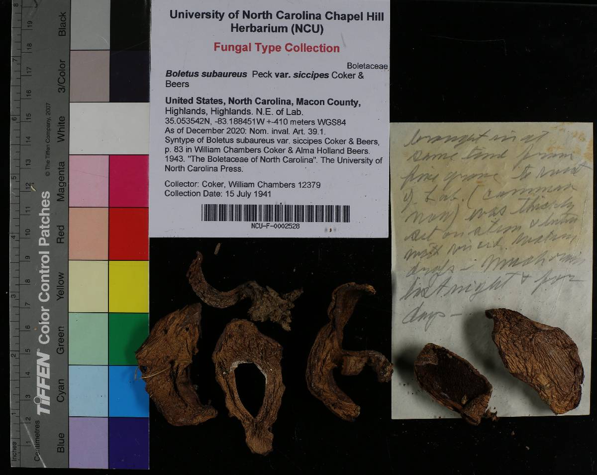 Boletus subaureus var. siccipes image