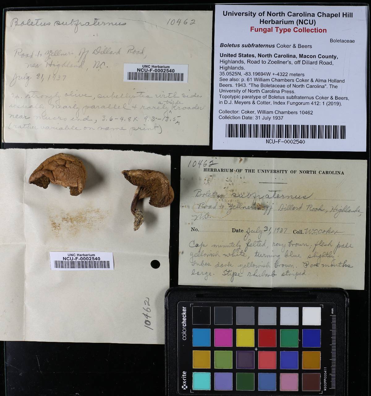 Boletus subfraternus image