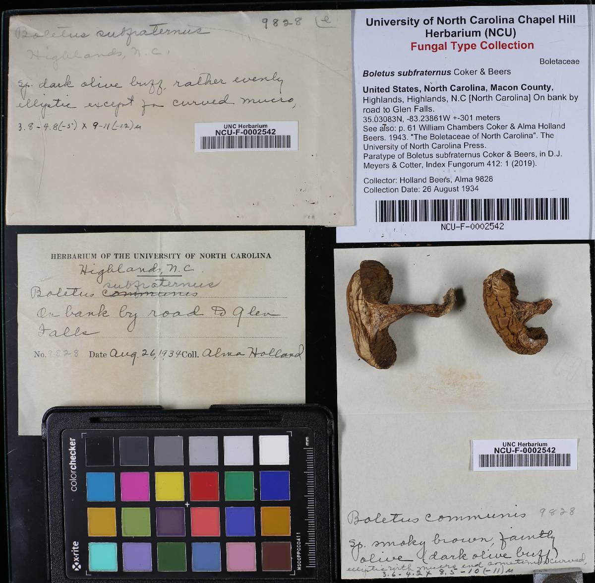 Boletus subfraternus image