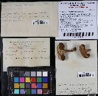 Boletus subfraternus image