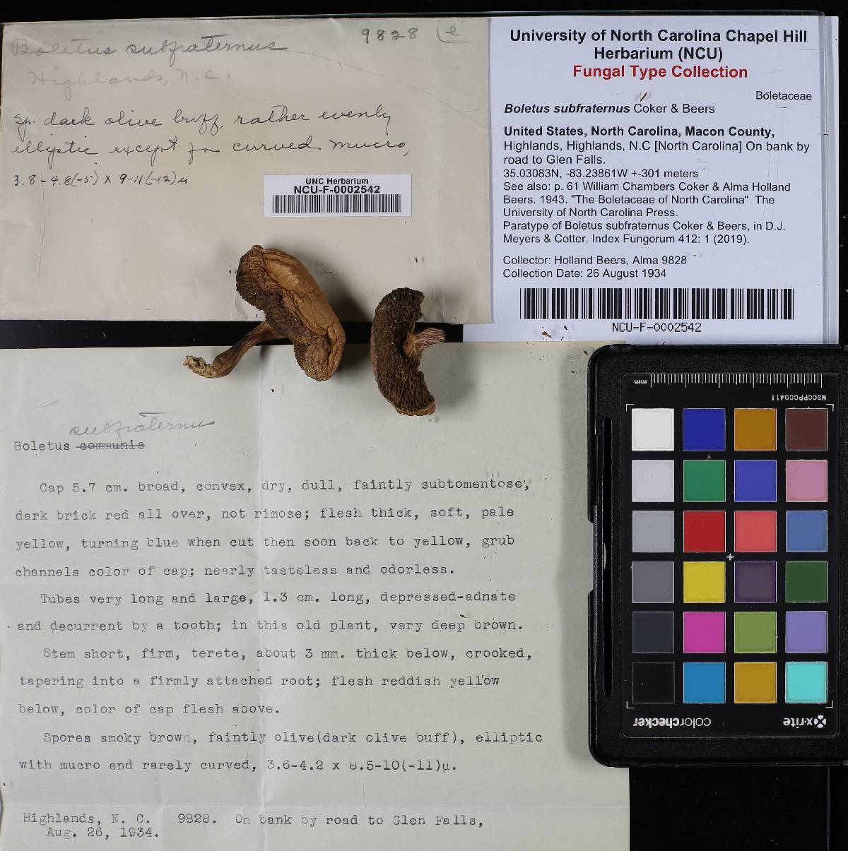 Boletus subfraternus image