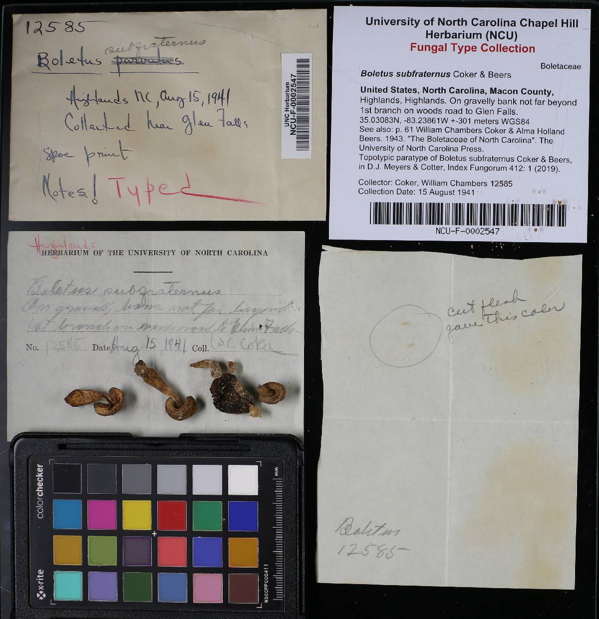 Boletus subfraternus image