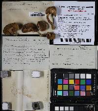 Boletus subfraternus image