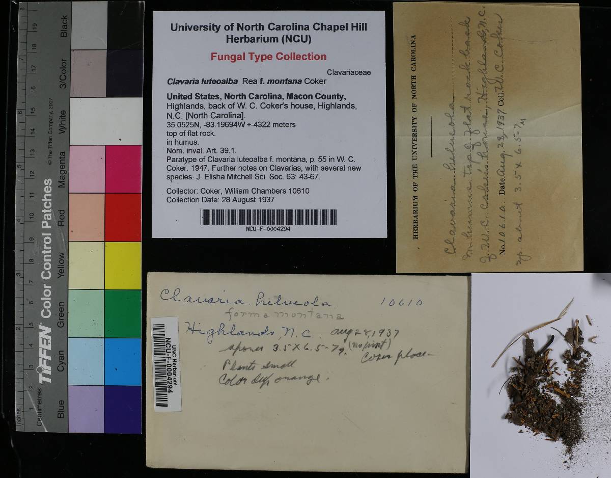 Clavaria luteoalba f. montana image