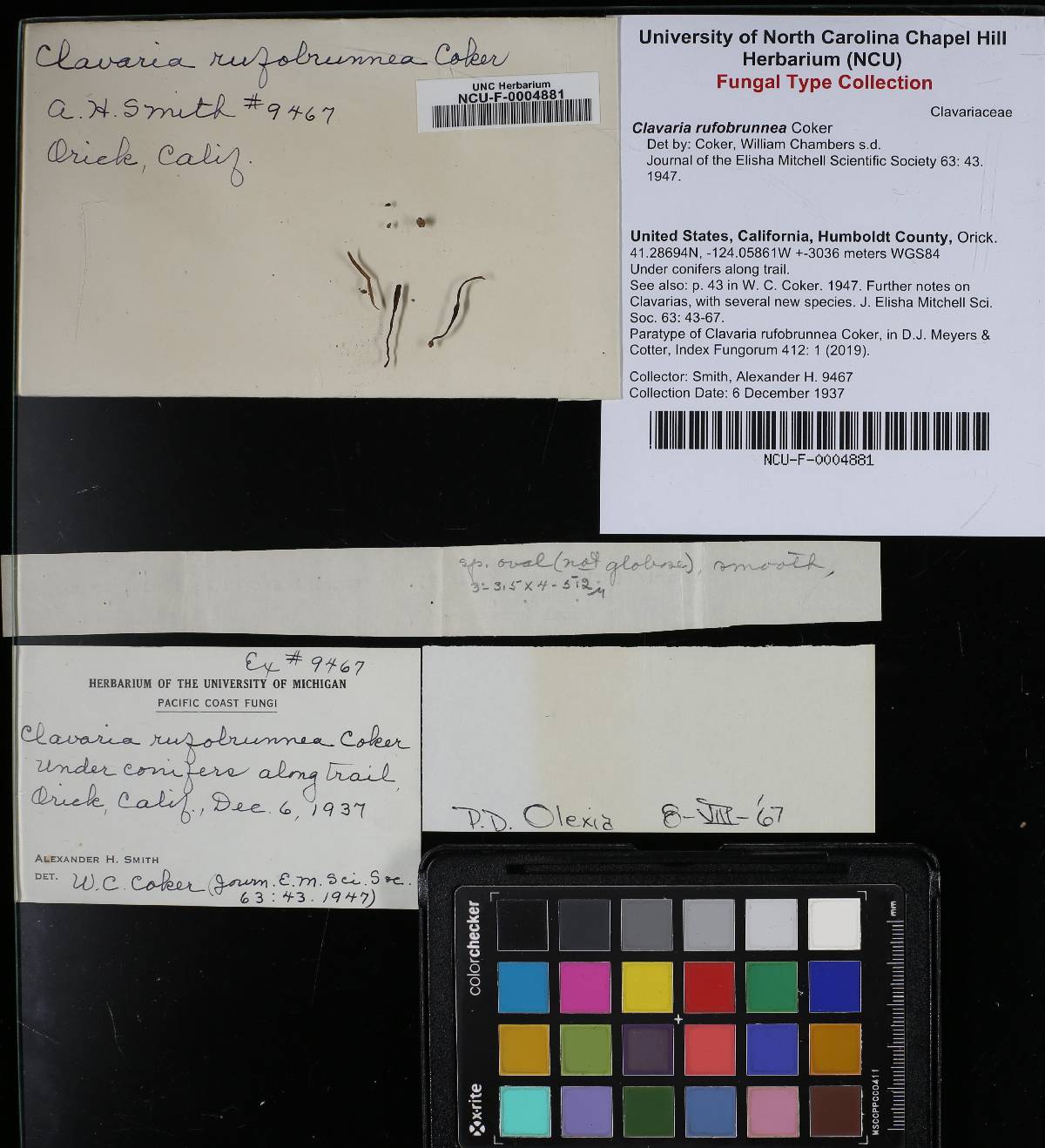 Clavaria rufobrunnea image