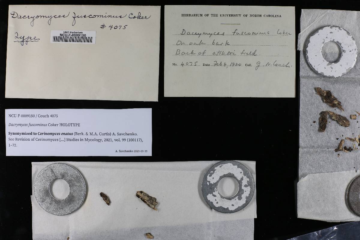 Dacrymyces fuscominus image