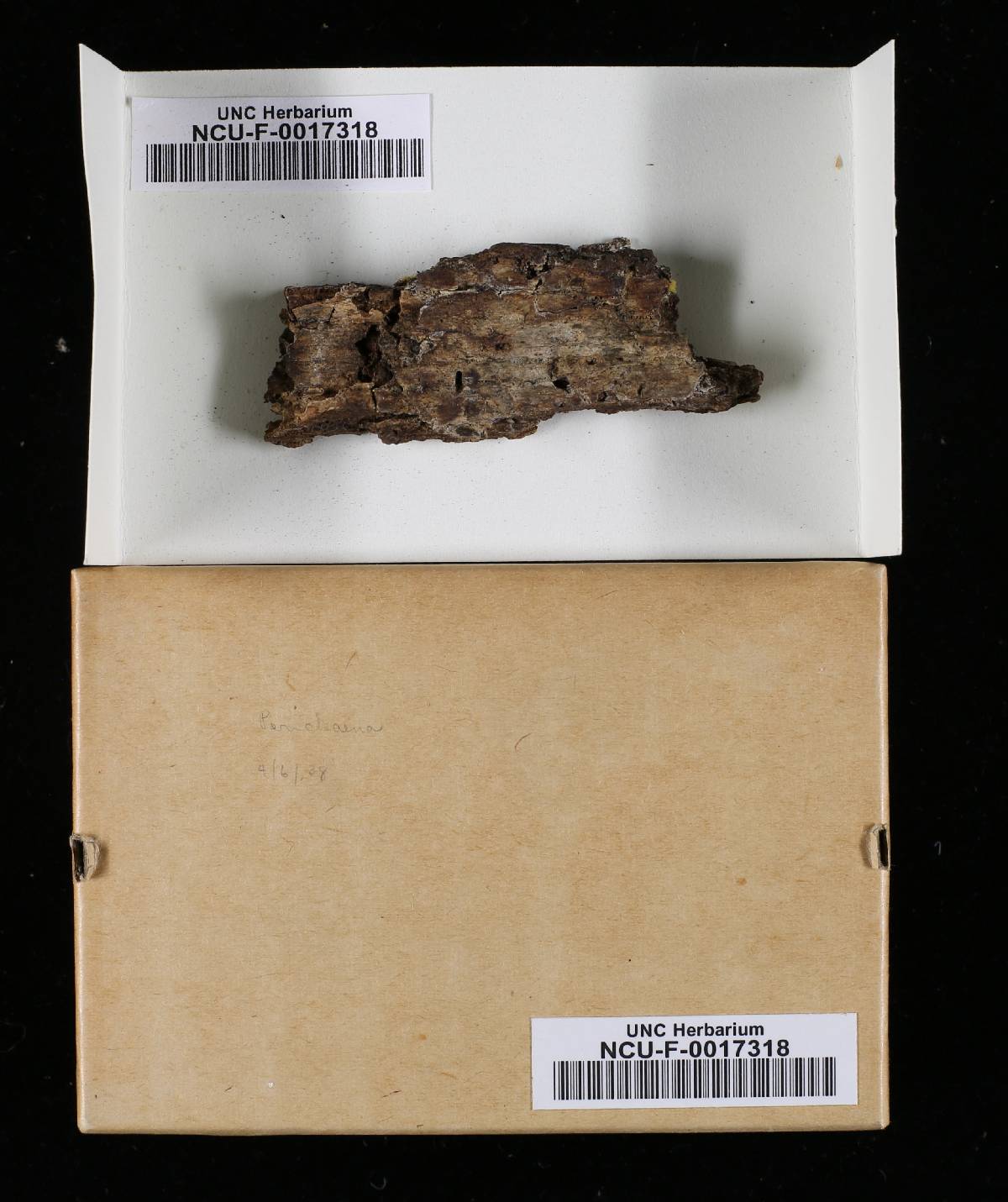 Perichaena image