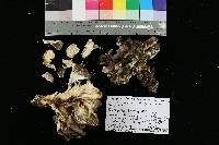 Grifola frondosa image