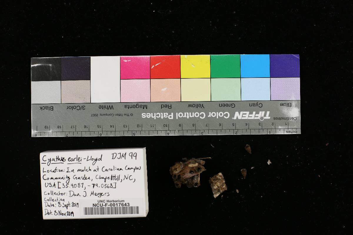 Cyathus earlei image