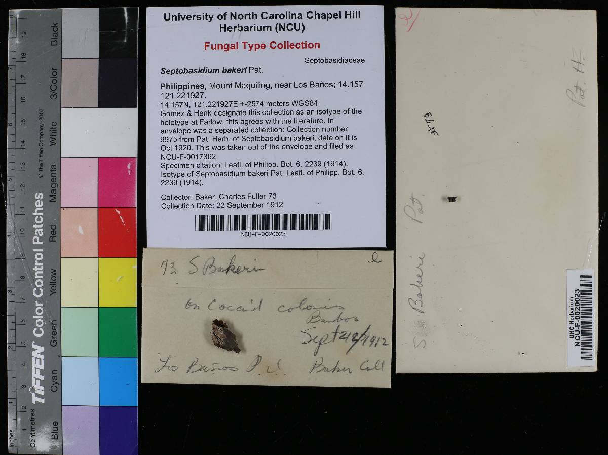Septobasidium bakeri image