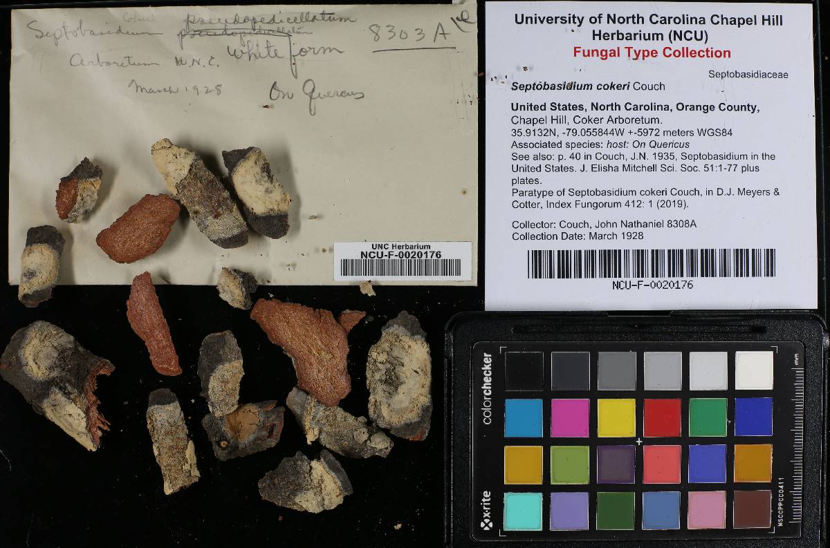 Septobasidium cokeri image
