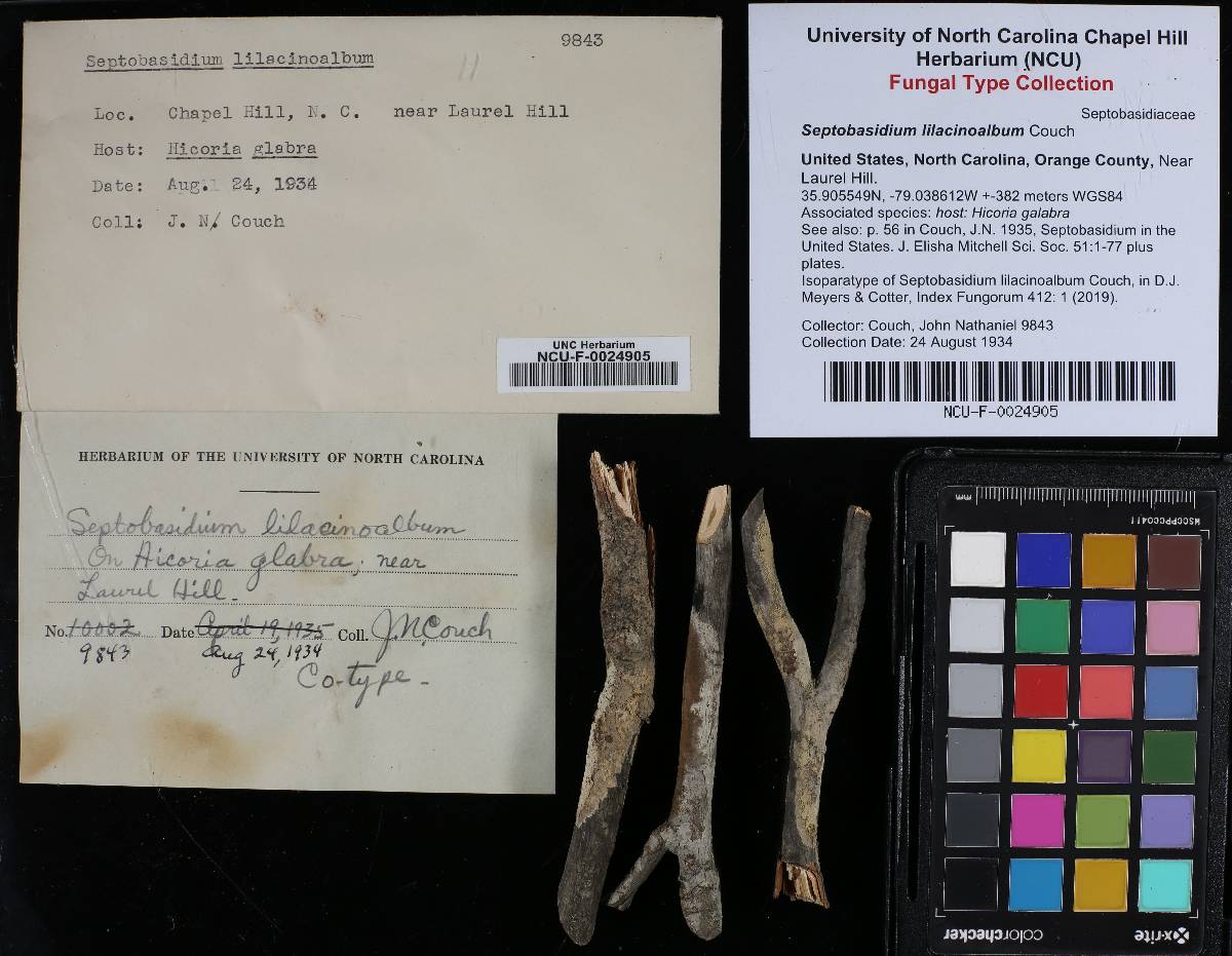Septobasidium lilacinoalbum image