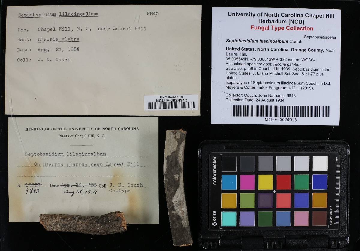 Septobasidium lilacinoalbum image