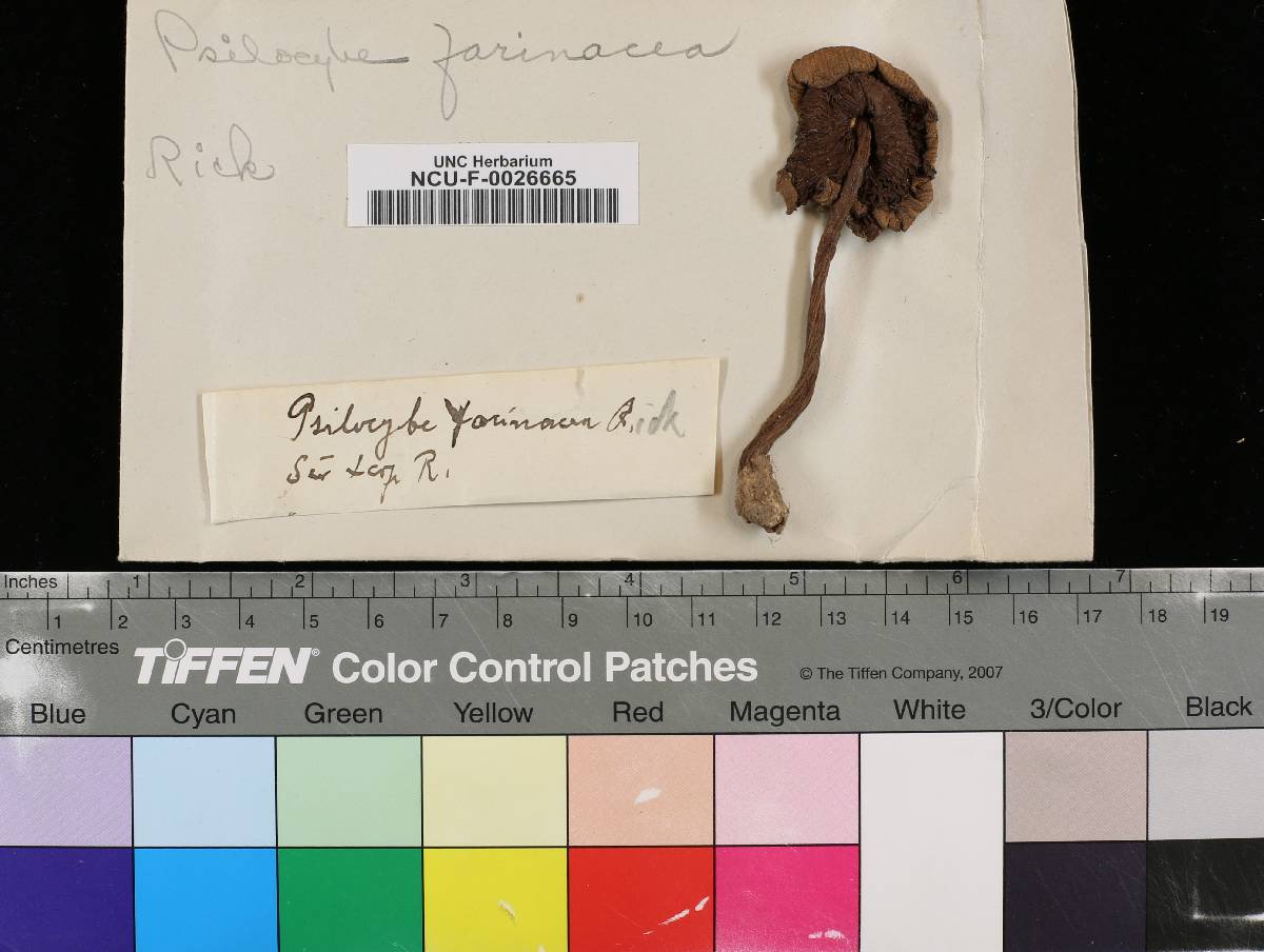 Psilocybe farinacea image