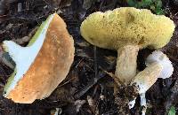 Boletus atkinsonii image