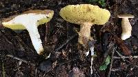 Boletus atkinsonii image