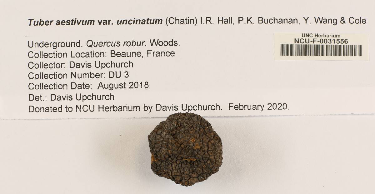 Tuber aestivum var. uncinatum image
