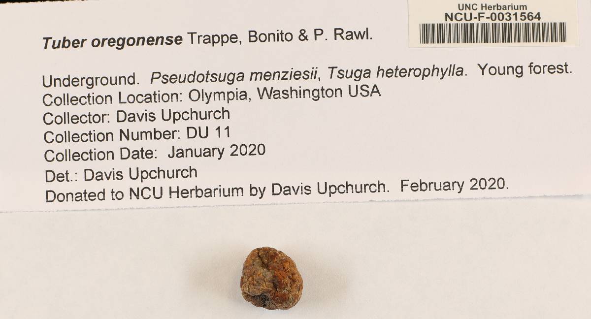 Tuber oregonense image