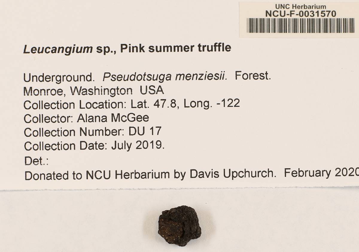 Leucangium purpureum image