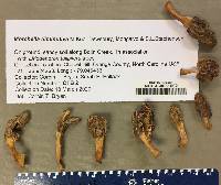 Morchella diminutiva image