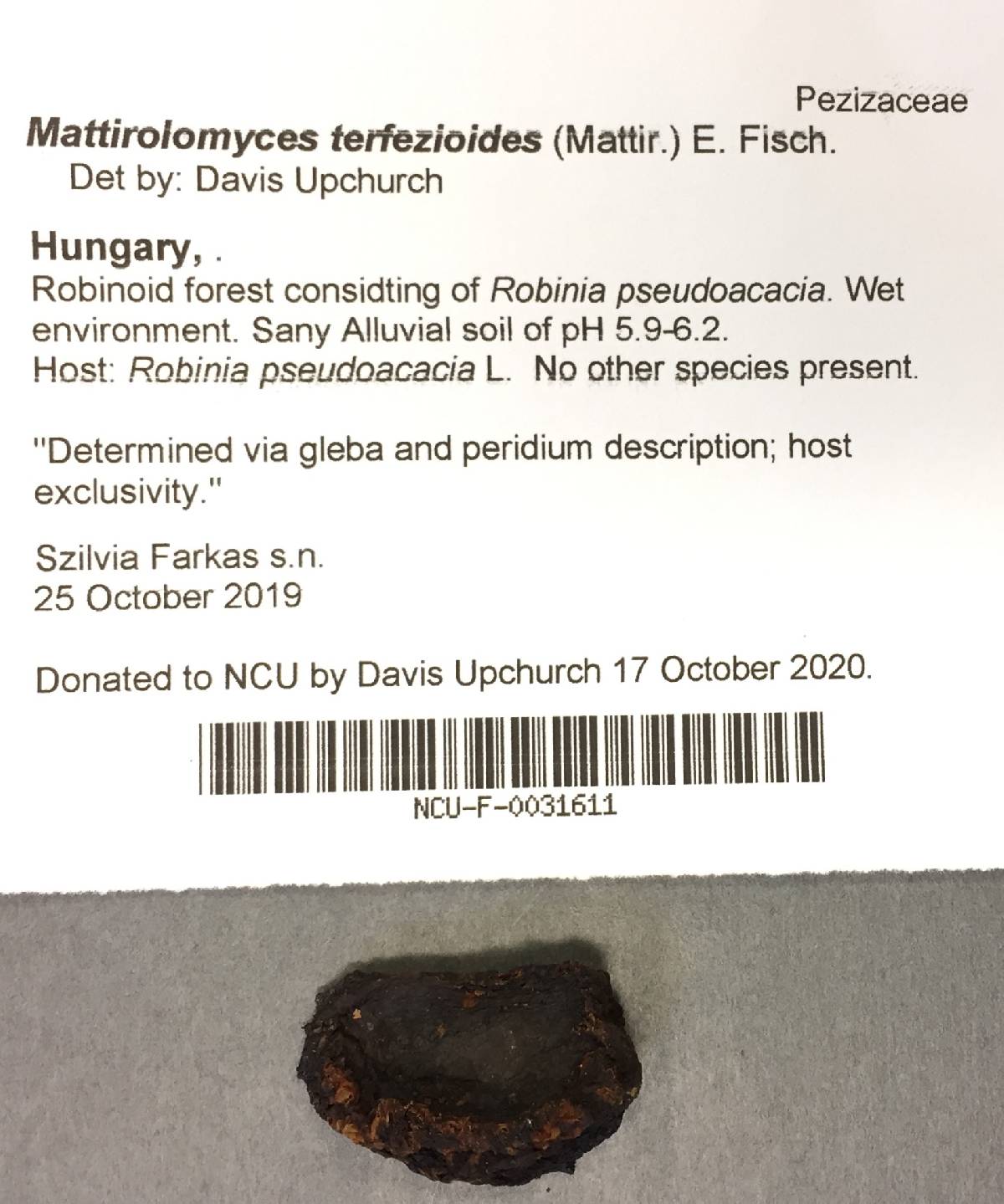 Mattirolomyces terfezioides image
