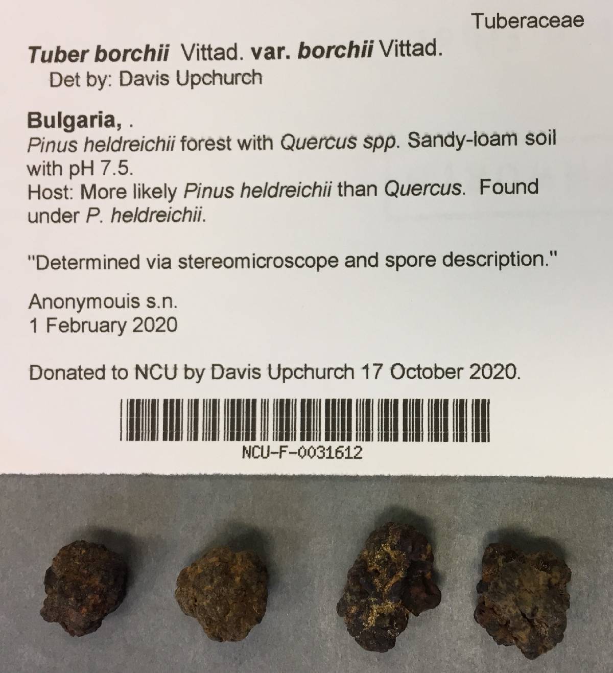 Tuber borchii var. borchii image