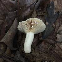 Lactarius subplinthogalus image