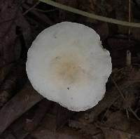 Lactarius subplinthogalus image