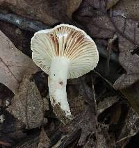 Lactarius subplinthogalus image