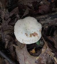 Lactarius subplinthogalus image