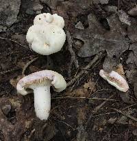 Lactarius subvernalis image