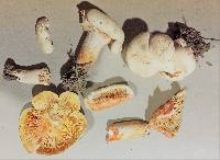 Lactarius subvernalis var. cokeri image