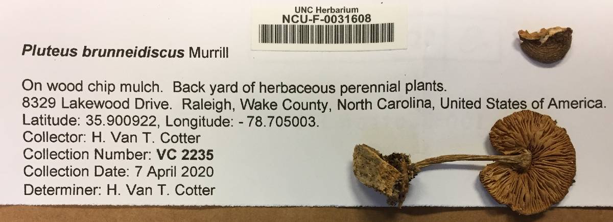 Pluteus brunneidiscus image
