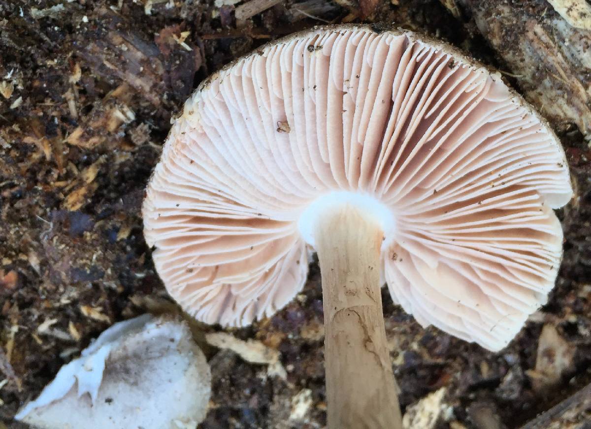 Pluteus brunneidiscus image