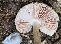 Pluteus brunneidiscus image