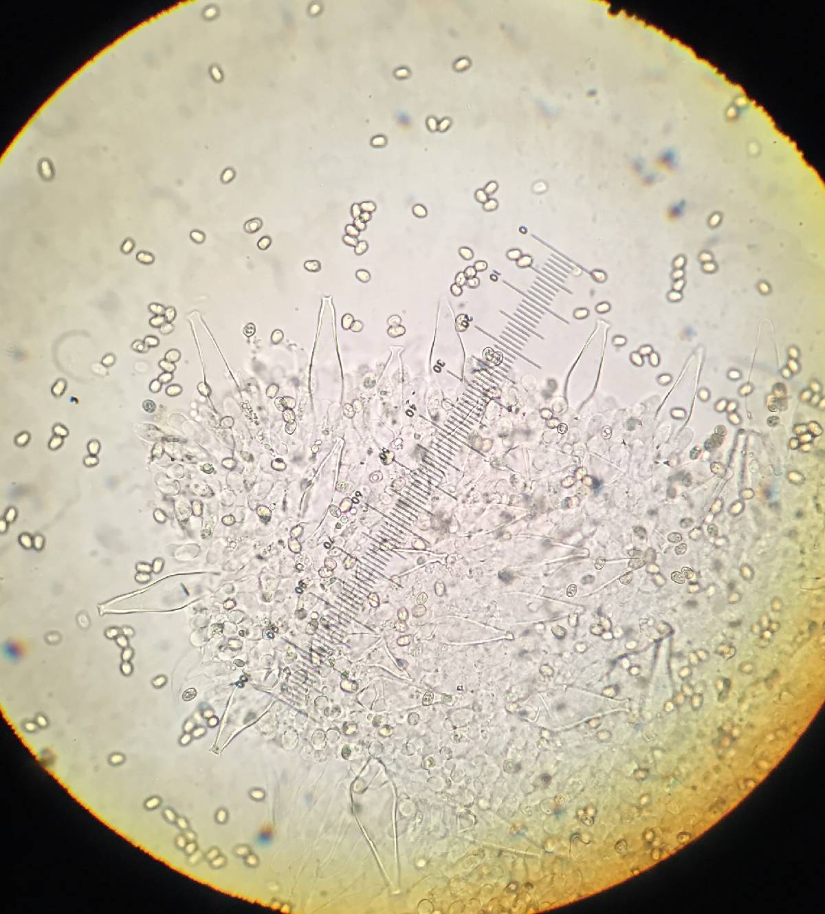 Pluteus brunneidiscus image