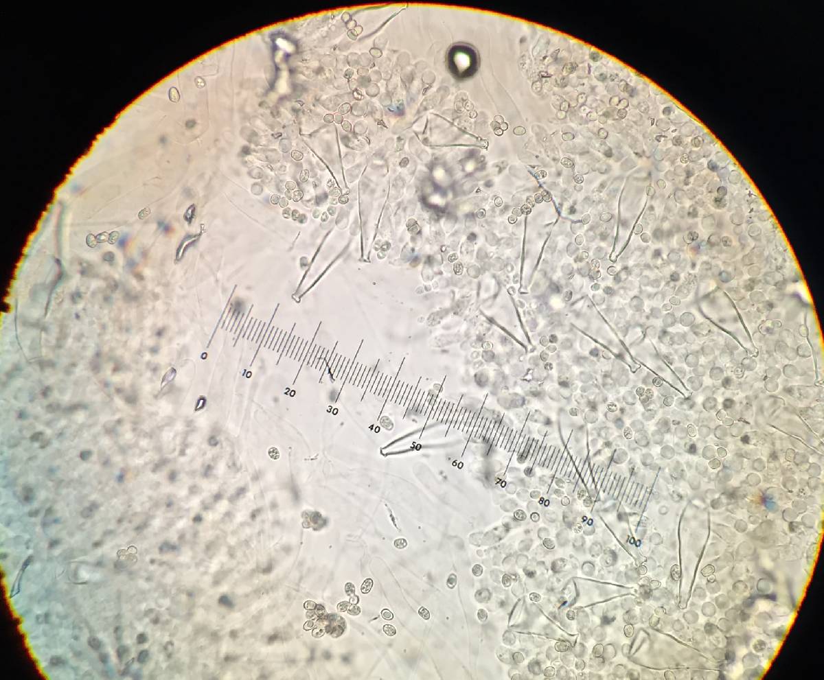 Pluteus brunneidiscus image