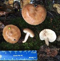 Lactarius imperceptus image