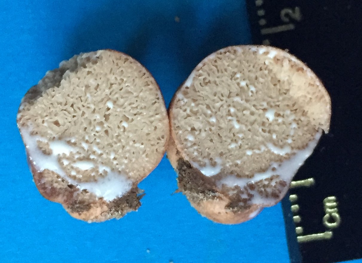 Zelleromyces ravenelii image