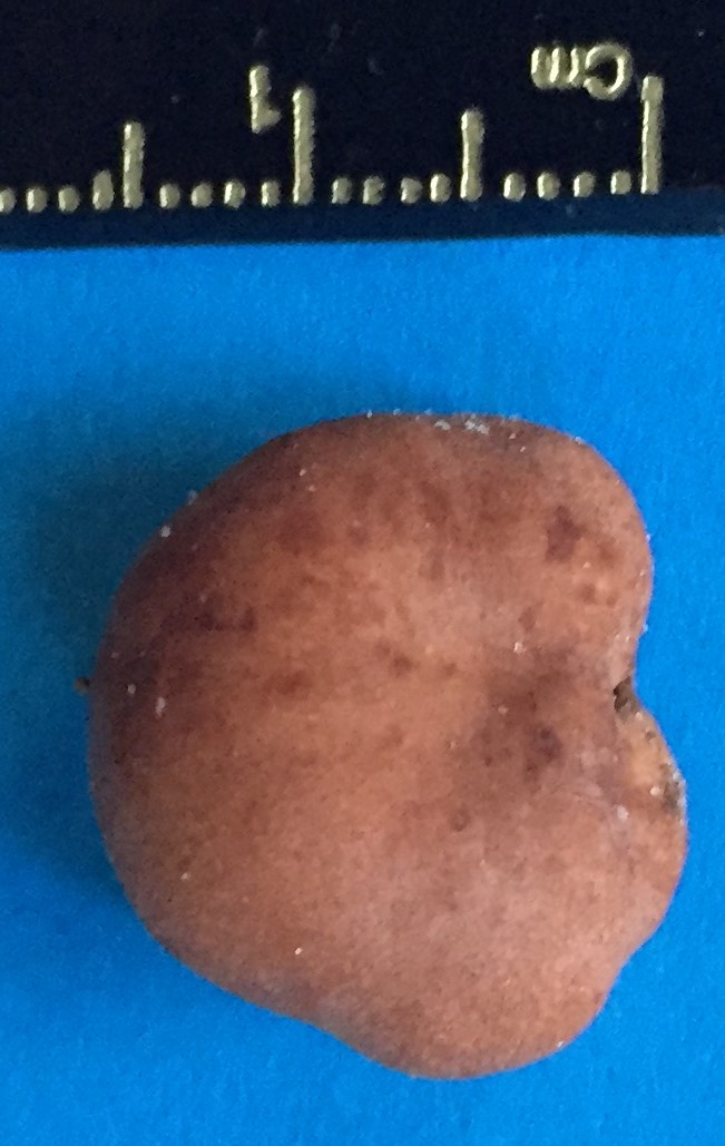 Zelleromyces ravenelii image