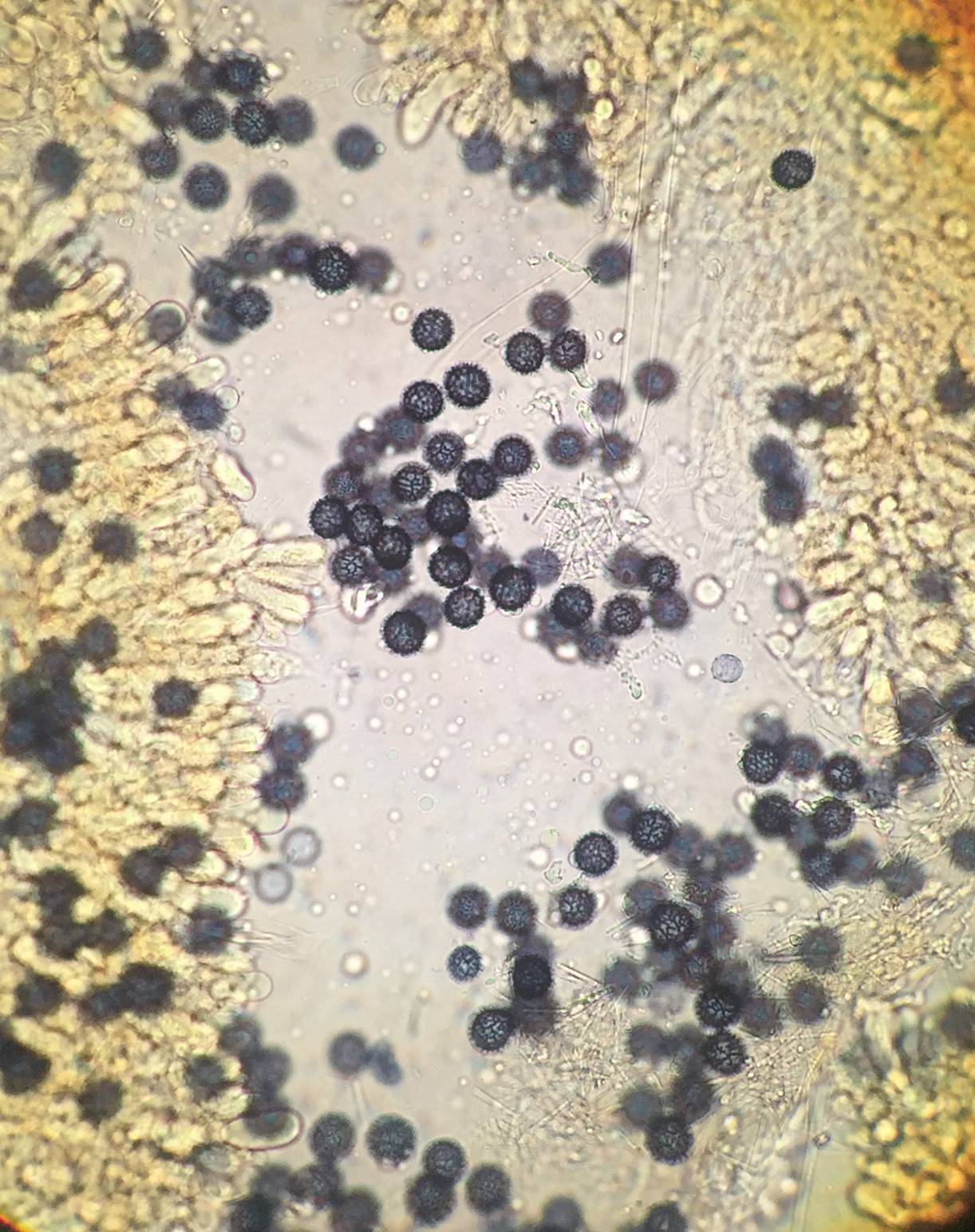 Zelleromyces ravenelii image