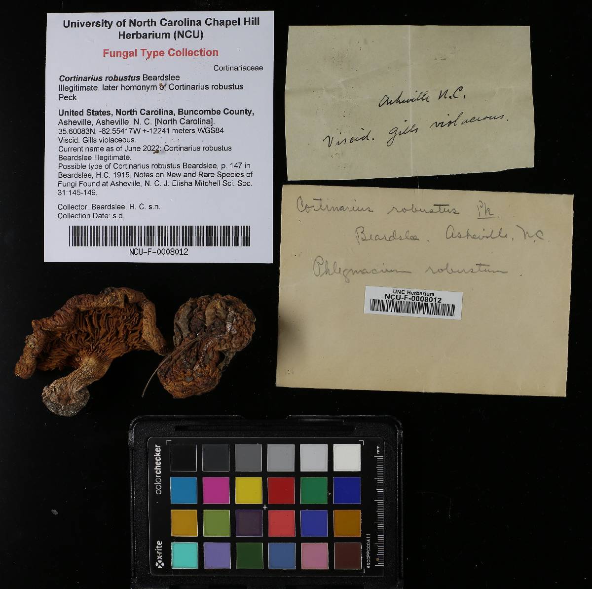 Cortinarius robustus image
