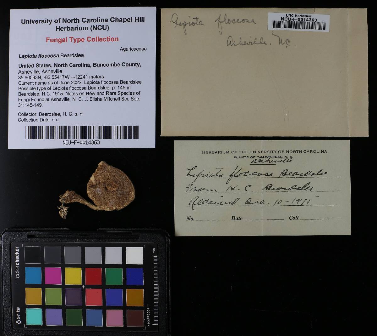 Lepiota floccosa image