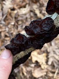 Exidia crenata image