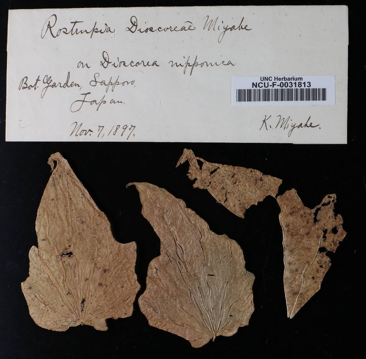 Rostrupia dioscoreae image