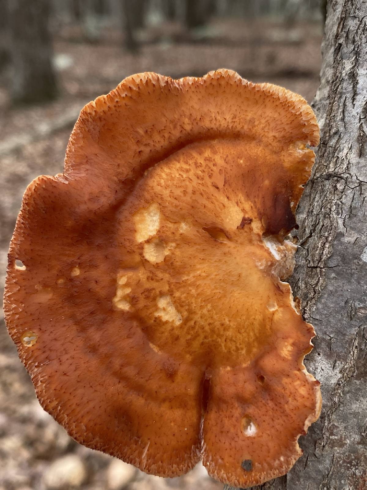 Neofavolus americanus image