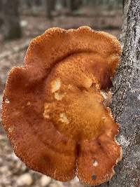 Neofavolus americanus image