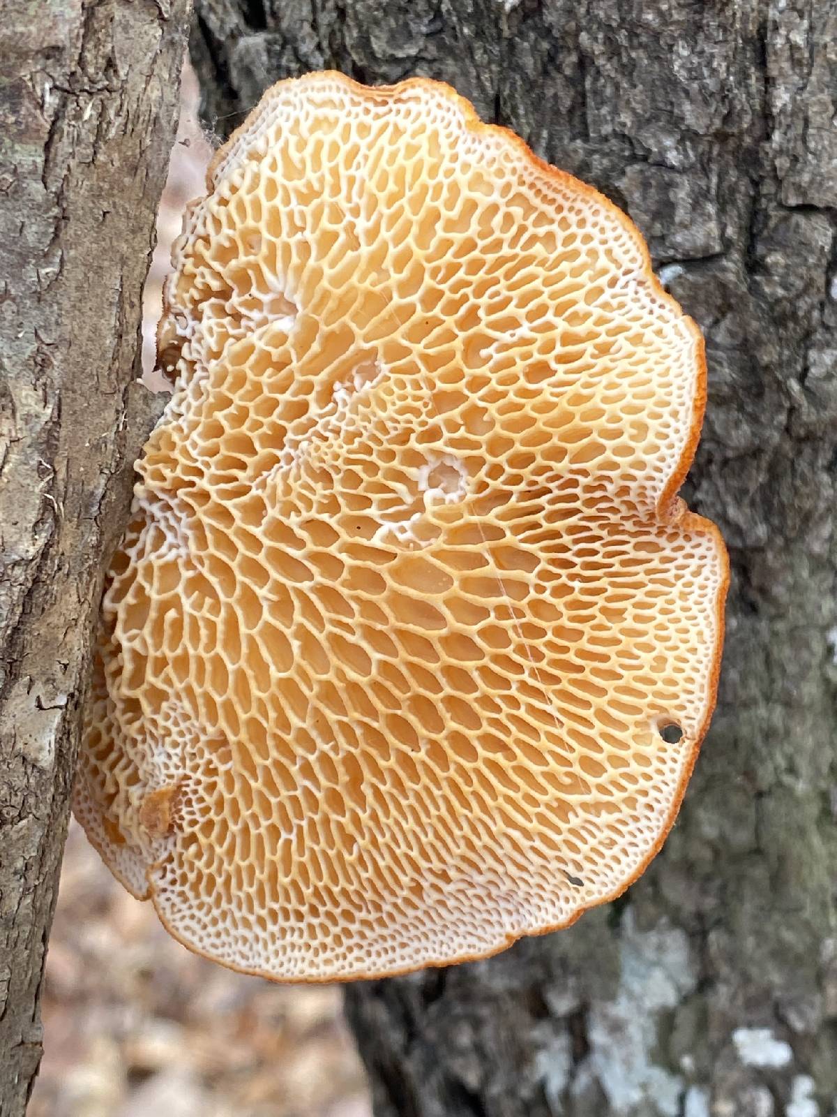 Neofavolus americanus image