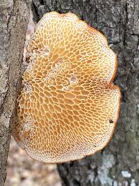 Neofavolus americanus image